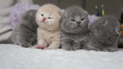 Kittens playing GIF